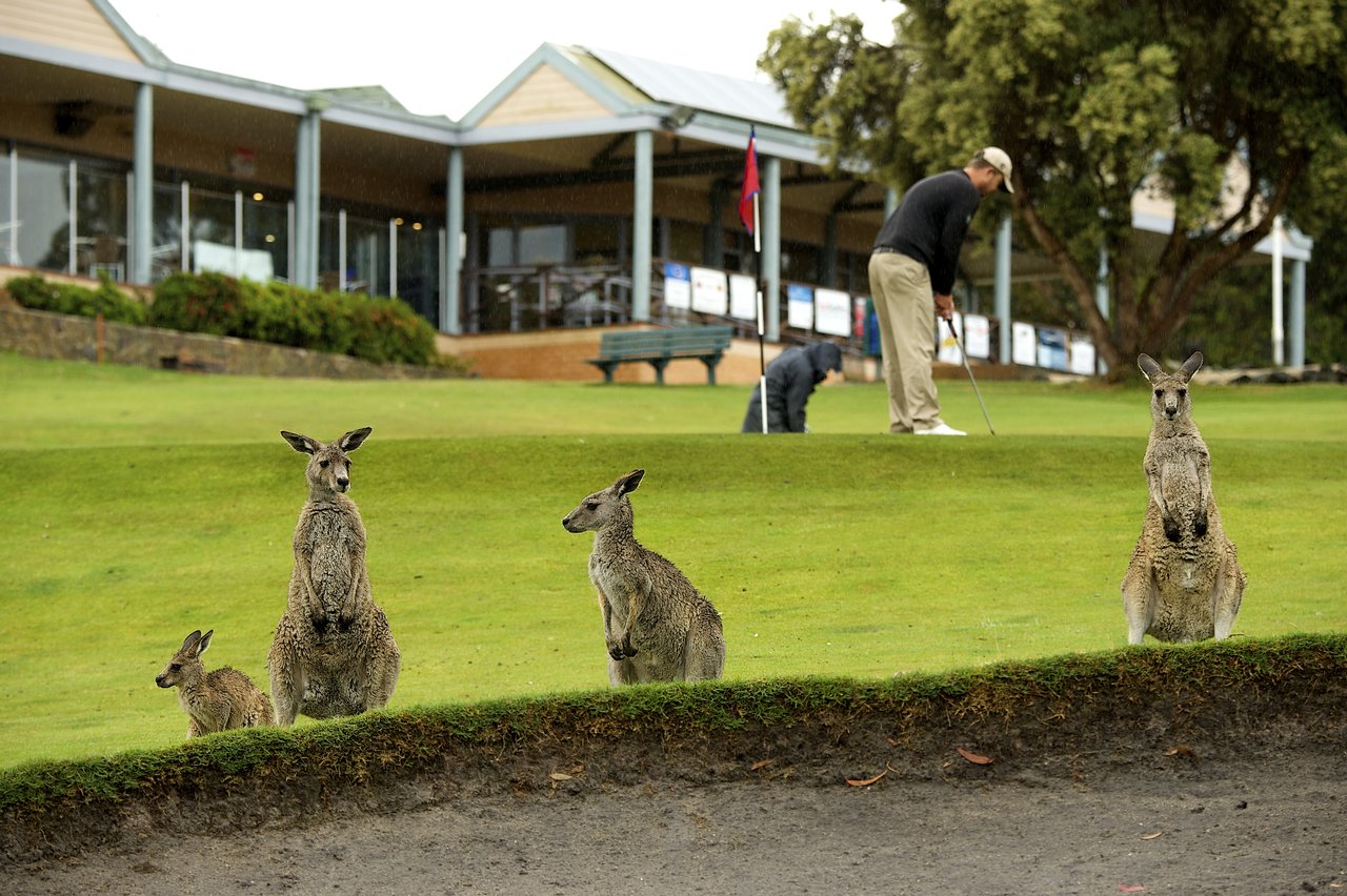 Roos at Anglesea Golf Club